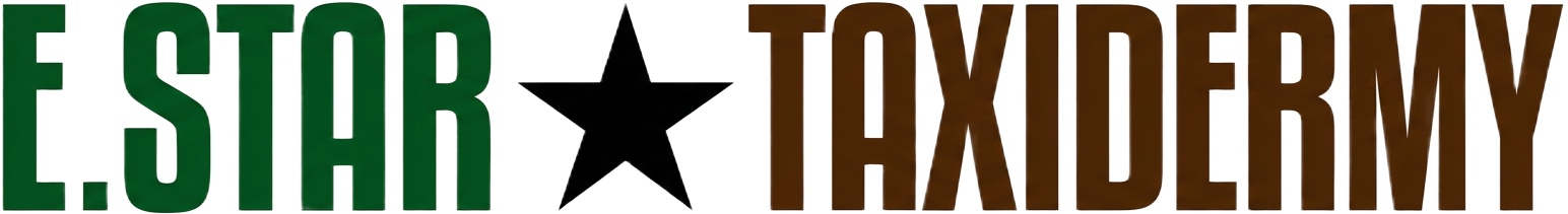 E. Star Waterfowl Taxidermy